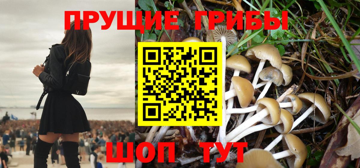 Псилоцибиновые грибы Psilocybe Сарапул
